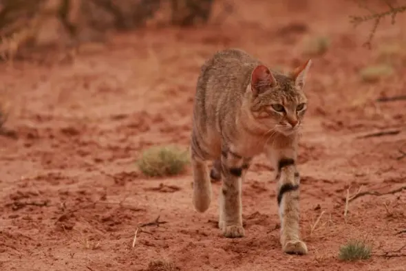 豪配投资 亚非野猫与家猫：演化中的亲缘密码